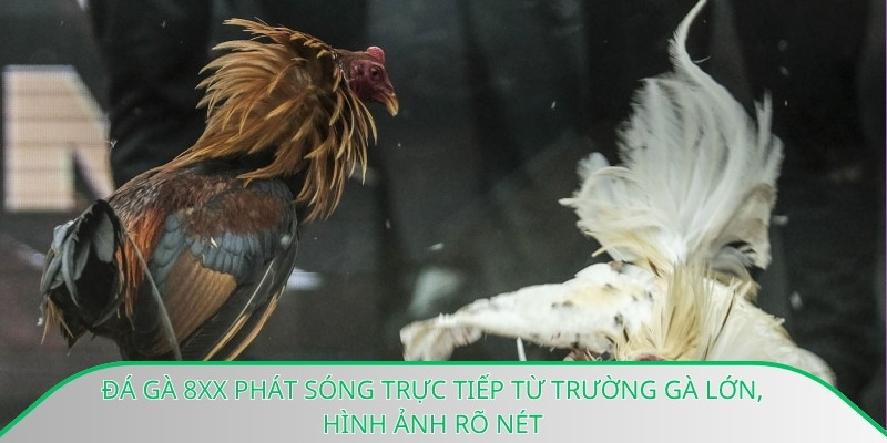 Đá gà 8xx phát sóng trực tiếp từ trường gà lớn, hình ảnh rõ nét