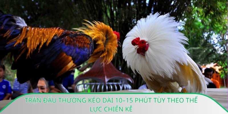 Trận đấu thường kéo dài 10–15 phút tùy theo thể lực chiến kê