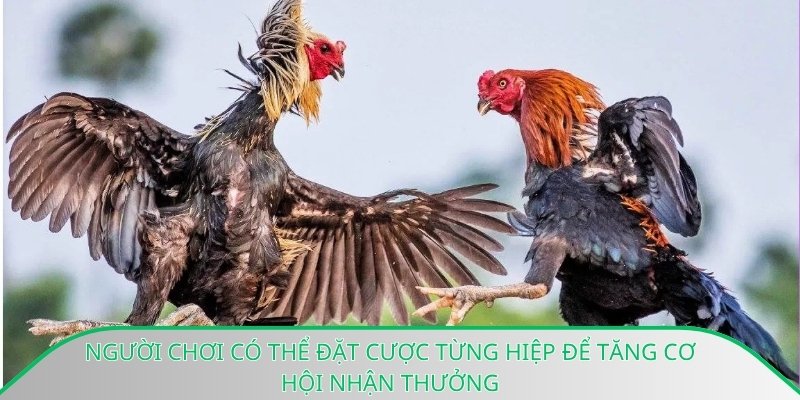 Người chơi có thể đặt cược từng hiệp để tăng cơ hội nhận thưởng