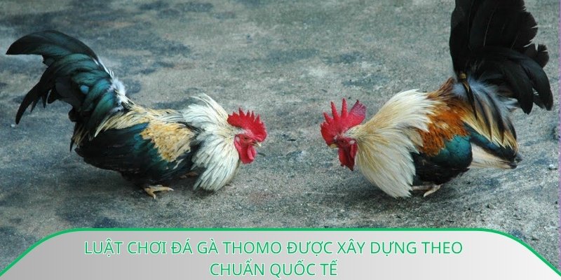 Luật chơi đá gà Thomo được xây dựng theo chuẩn quốc tế