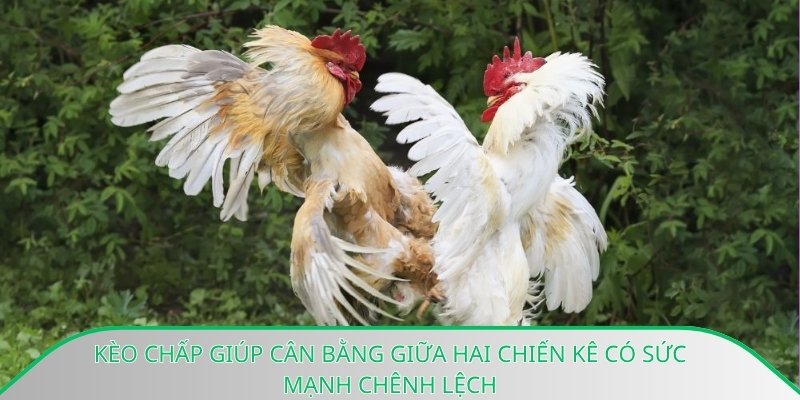 Kèo chấp giúp cân bằng giữa hai chiến kê có sức mạnh chênh lệch