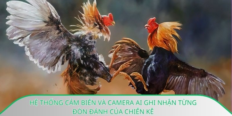 Hệ thống cảm biến và camera AI ghi nhận từng đòn đánh của chiến kê