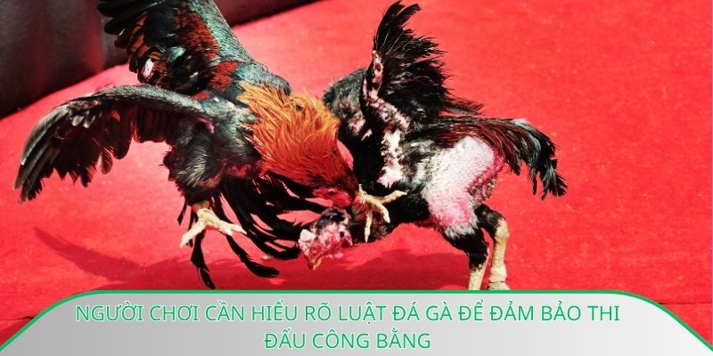 Người chơi cần hiểu rõ luật đá gà để đảm bảo thi đấu công bằng