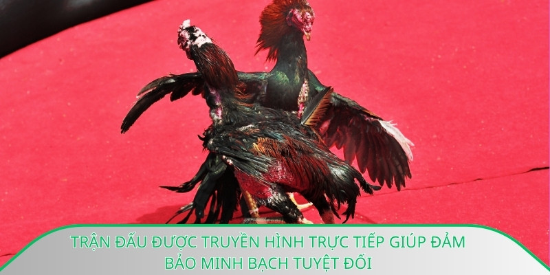 Trận đấu được truyền hình trực tiếp giúp đảm bảo minh bạch tuyệt đối